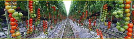Serre di pomodori